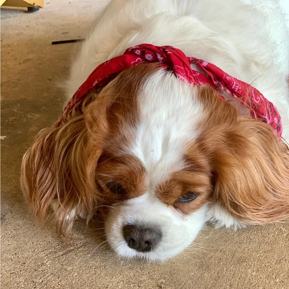 COOLING Red Bandana Dog Collar - Rustic Boho Bow Tie - Unisex Dogs Pet Wrap